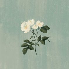 three white flowers with green leaves on a blue background