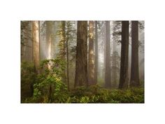 a forest filled with lots of tall trees covered in fog and mist under a black framed art print