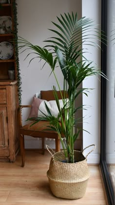 a potted plant sitting on top of a wooden floor