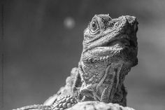 a black and white photo of an iguana looking at the camera while sitting on a rock