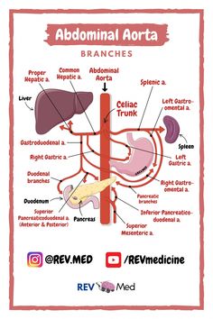 an image of the anatomy of the stomach and its major organs, labeled in red