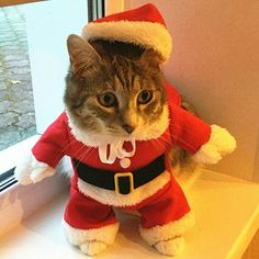 a cat dressed as santa claus sitting on a window sill