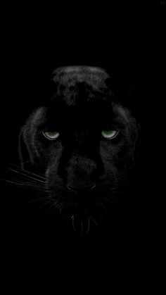 a black cat with green eyes in the dark