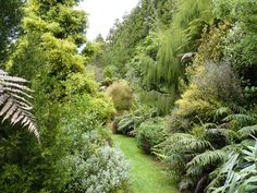 a lush green forest filled with lots of trees and plants on top of grass covered ground