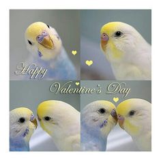 two yellow and white parakeets kissing each other