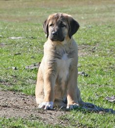 a large brown dog sitting on top of a lush green field