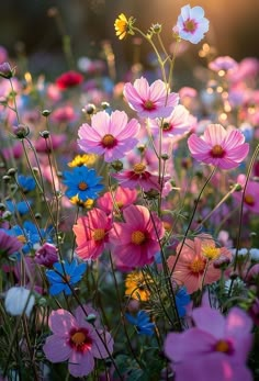 the flowers are blooming in the field with sunlight shining on them and there is no image here to provide a caption for