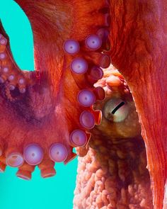 an octopus with its mouth open looking at something in it's tentacles that is pink