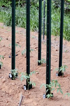 several small trees growing in the dirt