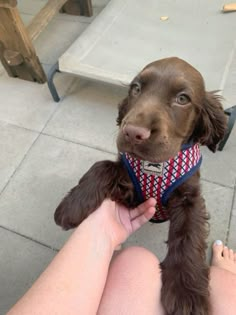 a brown dog sitting on top of a person's lap next to a bench