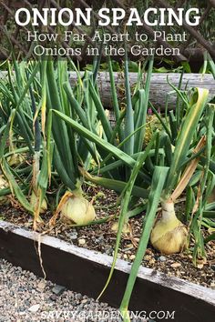 onions in the garden with text overlay saying onion spacing how far apart to plant onions in the garden