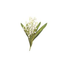 a white flower with green stems on a white background