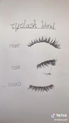 an eyelash diagram with two different lashes and the words eyelashes on top of it