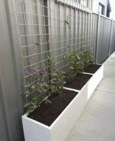 some plants that are growing out of the ground in front of a fenced off area