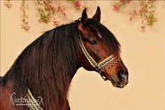 a brown horse standing in front of a wall with flowers on it's head