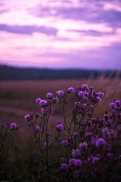 purple flowers are in the foreground and an empty field is in the background at sunset