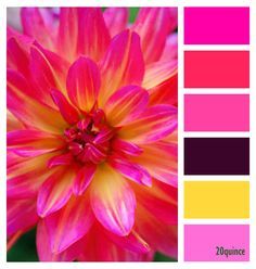 a pink and yellow flower is shown in the color scheme, with different shades to choose from