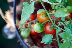 tomatoes are growing in a pot on the vine, ready to be picked from the garden