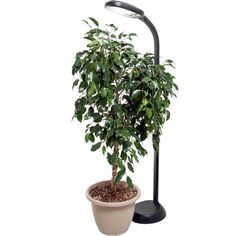 a potted plant sitting under a black lamp