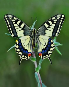 a butterfly sitting on top of a green plant