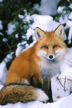 a red fox sitting in the snow looking at the camera