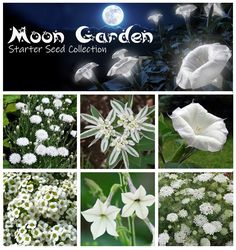 the moon garden starter seed collection includes white flowers and green leaves, including an assortment of seeds