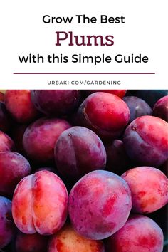 plums with text overlay that reads grow the best plums with this simple guide