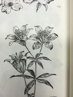 an open book with drawings of flowers on it