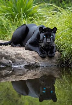 a black cat laying on top of a rock next to water