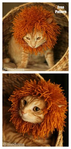 two pictures of an orange cat in a basket with the caption'free pattern '