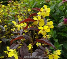 yellow flowers are blooming in the middle of some green and purple plants with red leaves