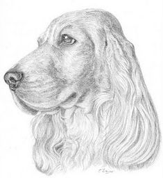 a drawing of a dog with long hair