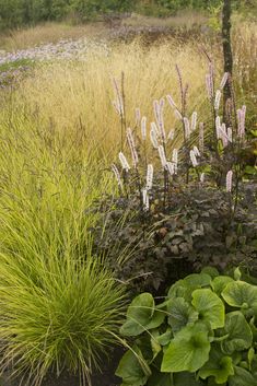 some very pretty plants in a big grassy field