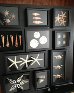 there are many sea shells on display in this black wall hanging up against the wall