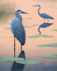 two blue herons are standing in the water with lily pad's and reeds