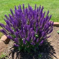 purple flowers in the middle of a garden