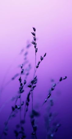 a purple background with some plants in the foreground