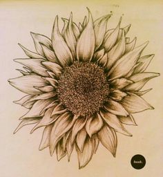 a drawing of a large sunflower on a piece of paper