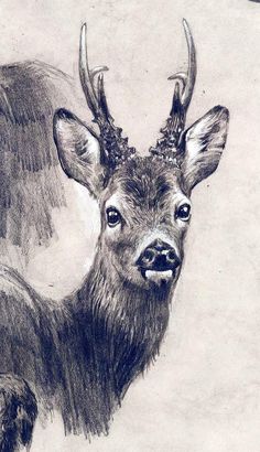 a drawing of a deer with antlers on it's head