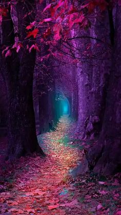 a path in the middle of a forest with trees and leaves on both sides that are lit up at night