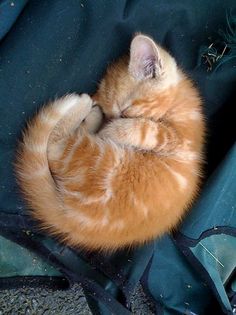 an orange and white kitten curled up asleep on a blue bag with its paws in the air