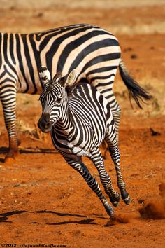 two zebras running in the dirt near each other