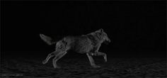 a wolf running in the dark with its mouth open