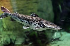 a fish swimming in an aquarium with algae on the bottom and water around it's edges