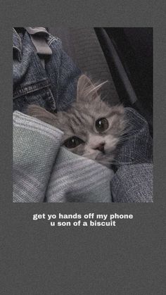 a cat is peeking out from behind some jeans with the caption get yo hands off my phone u son of a biscuit