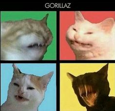 four different pictures of cats with the caption'humanz'written on them