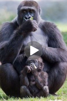 an adult gorilla sitting on top of a baby gorilla's lap while holding something in it's mouth