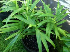 a potted plant with green leaves on the grass in front of a house wall