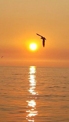 two birds flying over the ocean at sunset