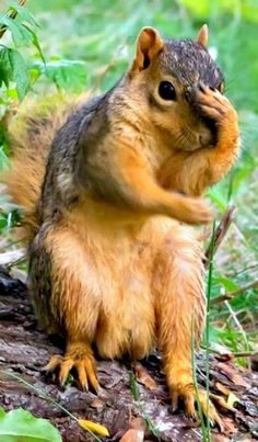 a small squirrel sitting on top of a tree trunk